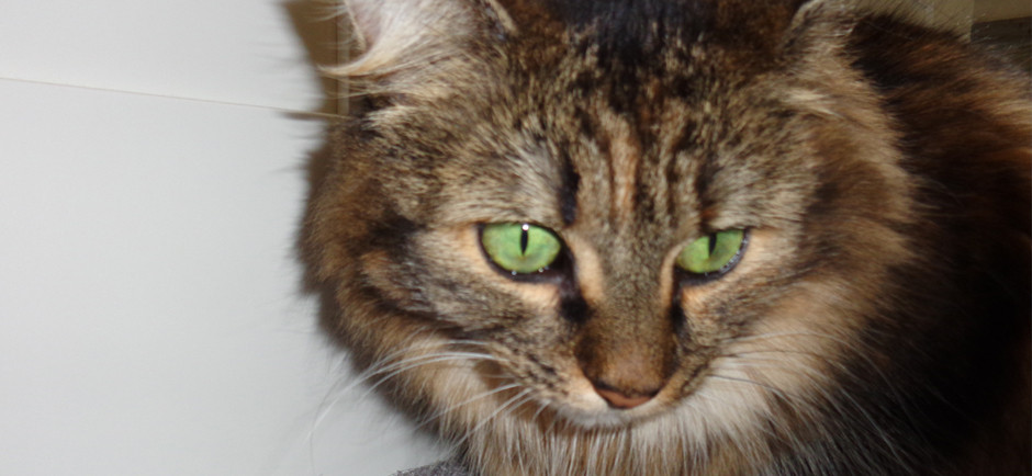 A long-haired tabby with striking green eyes named Freja.