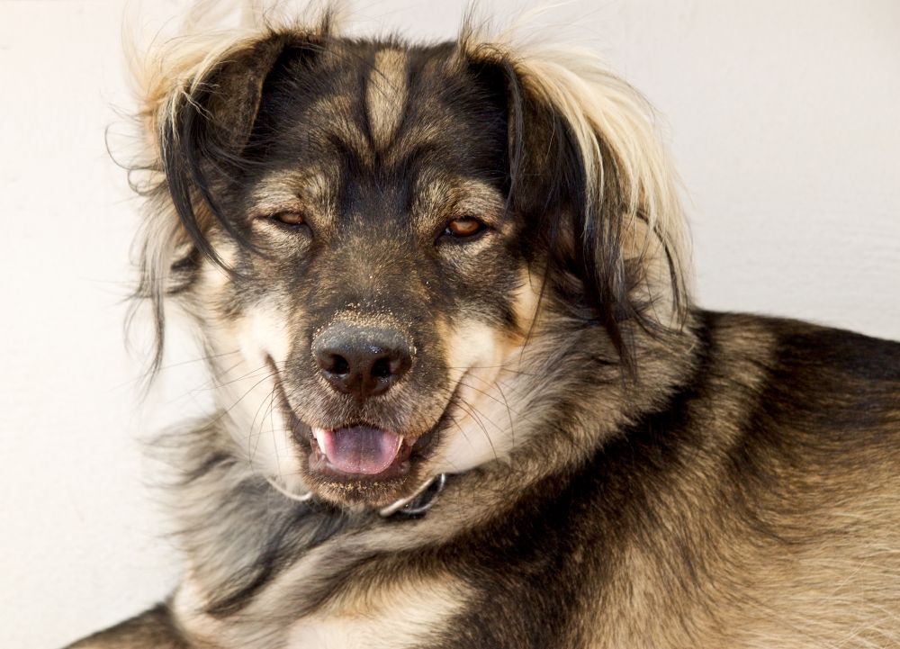 A gold and black Australian shepherd panting while he rests.
