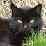 A black cat lying in a patch of grass looking into the camera with his big, green eyes.