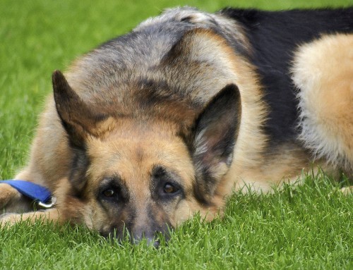 Itchy dog? It could be flea allergy dermatitis (FAD).