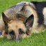 A German shepherd with his snout resting playfully in the grass.