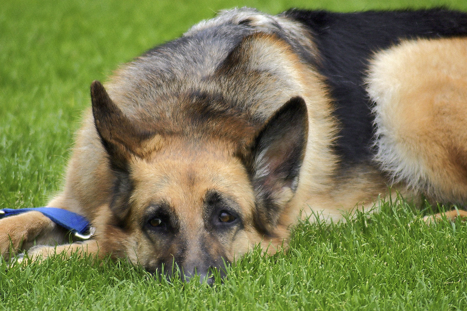 A German shepherd with his snout resting playfully in the grass.