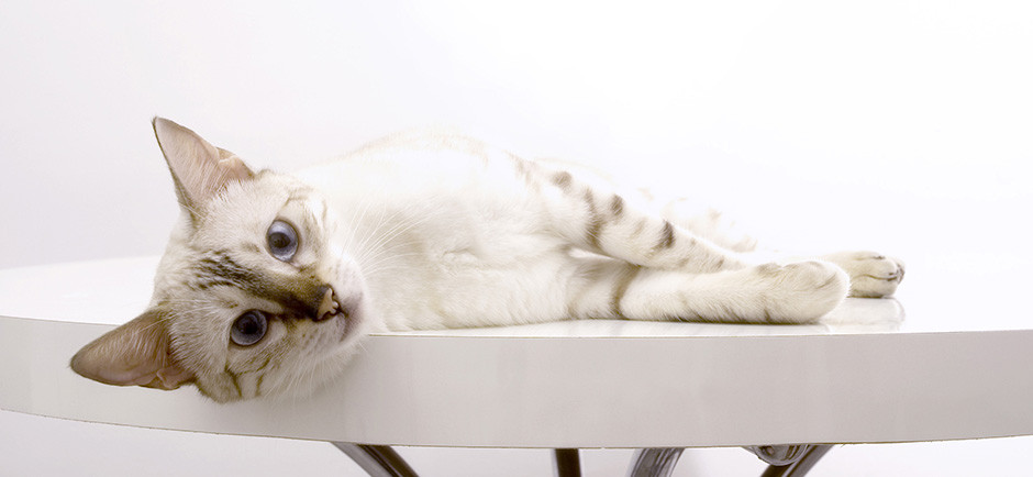 A white cat with blue eyes hanging out on a table.