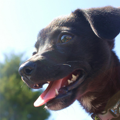 A smiling brown dog. Photograph by Greta “Jade” Krafsig.