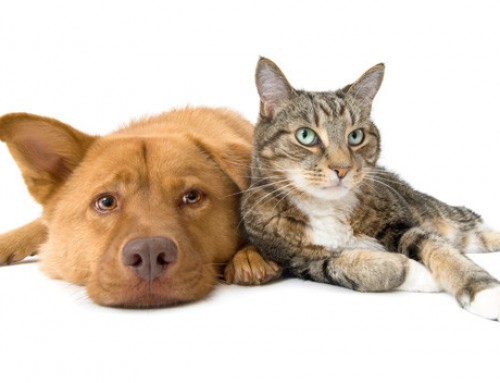 Dangerous substances: What to avoid giving your dogs and cats.