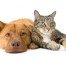 A golden-brown dog and tabby cat snuggle next to each other.