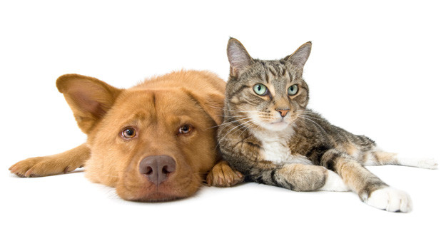 A golden-brown dog and tabby cat snuggle next to each other.