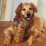 A golden retriever smiling next to a jar full of treats.