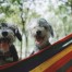 Two pups hanging out in a hammock.