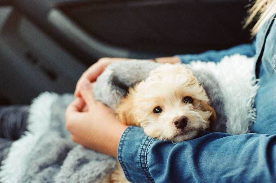 A fluffy puppy swaddled in a blanket on his owner's lap.