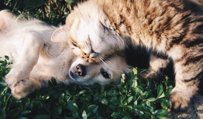 A dog and cat touching snouts in the grass.